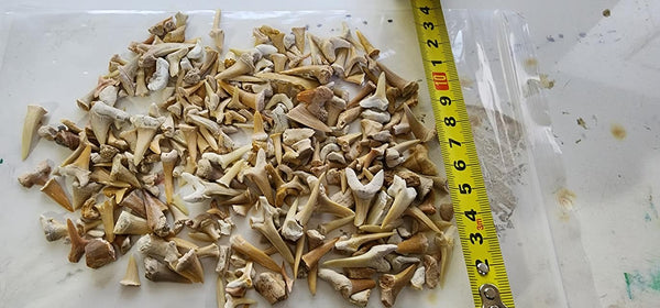 Fossil Sharks Teeth, Resin Wood tables NZ