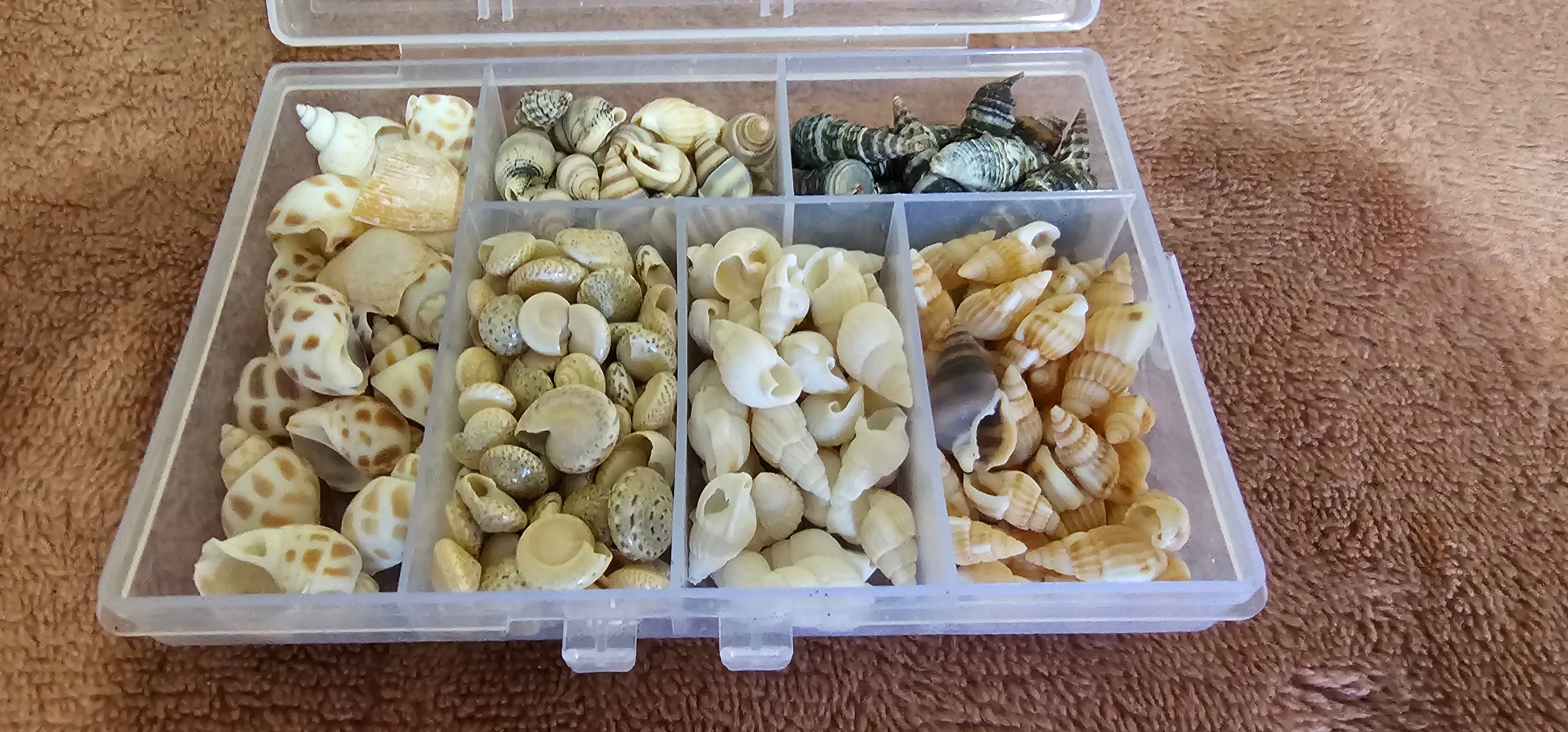 Resin Art NZ Conch Shells Resinzwood