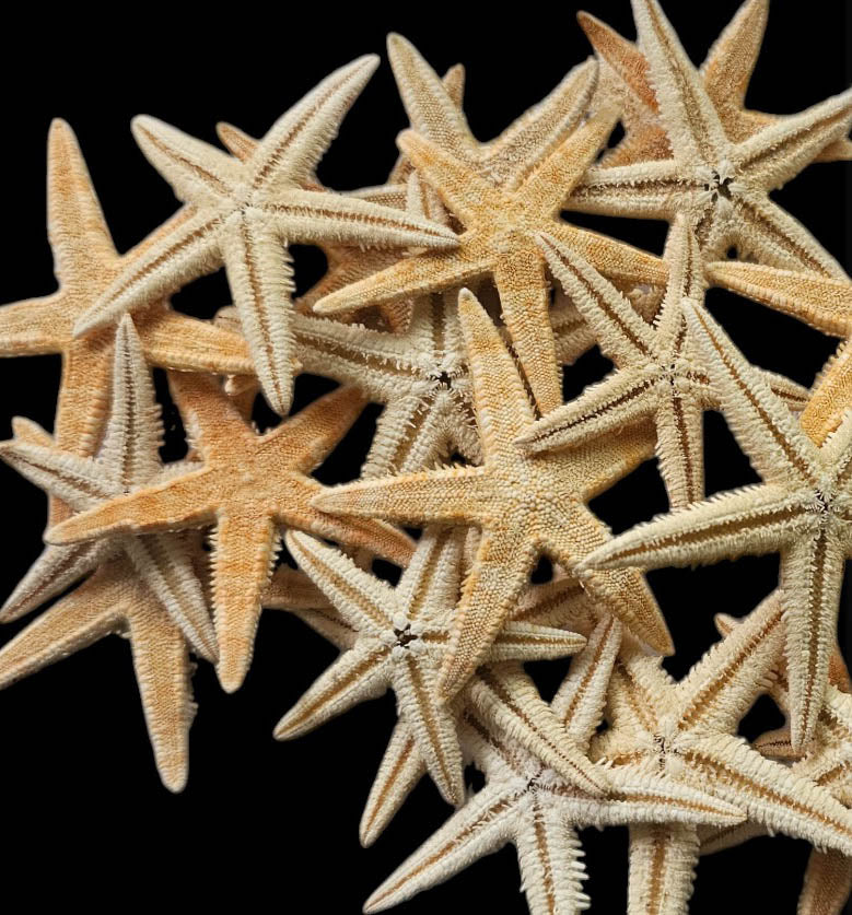 Passionart Starfish 3 to 5 cm