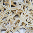 Starfish Pack of 50 Plus Resinzwood